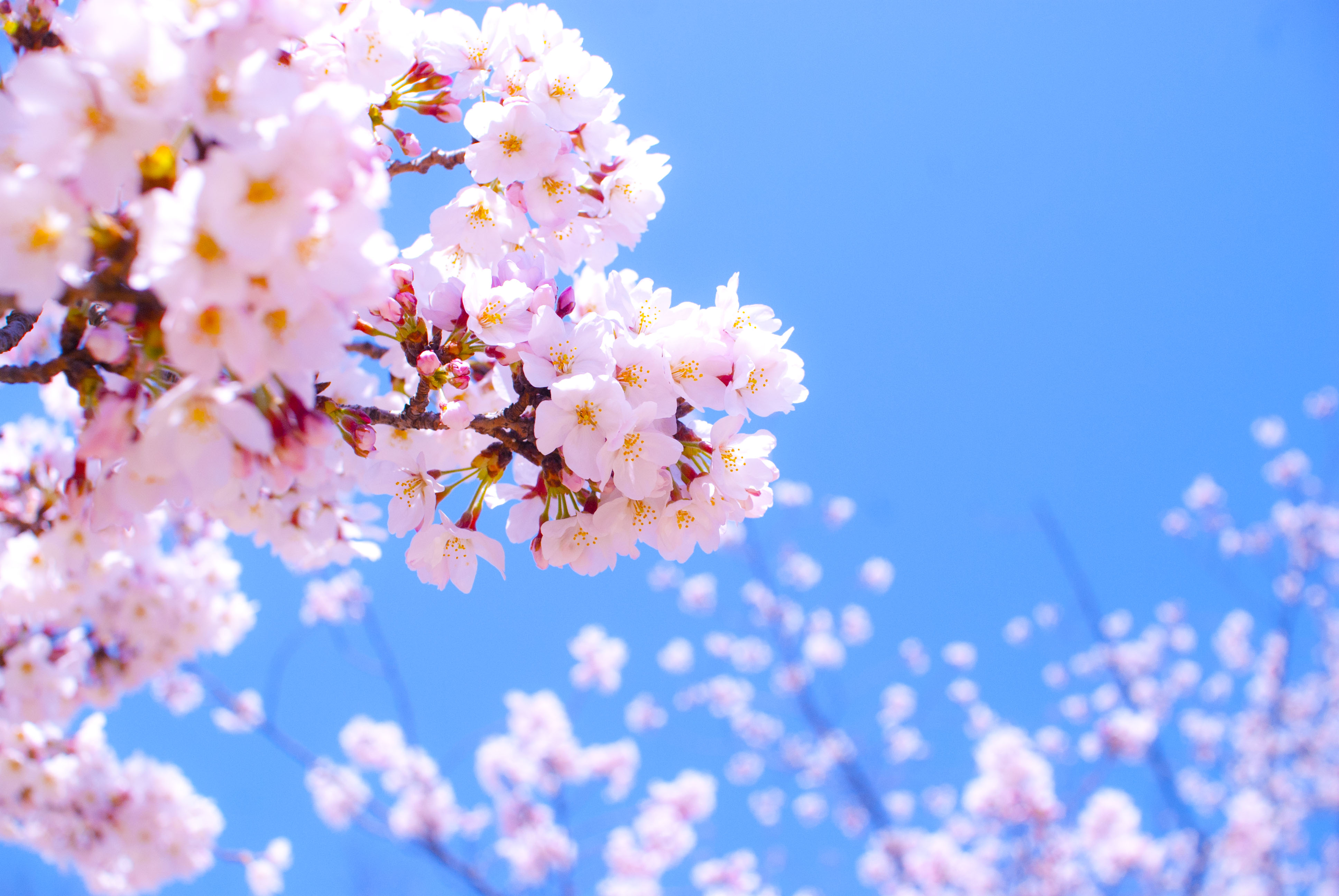 桜の花画像 株式会社ソリューション
